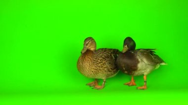 Mallard (Anas platyrhynchos) is a river mallard. Green screen background.