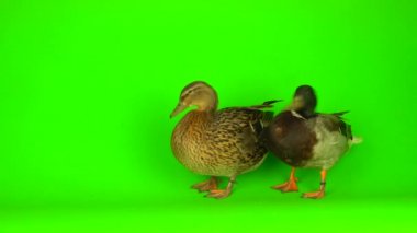 Mallard (Anas platyrhynchos) is a river mallard. Green screen background.