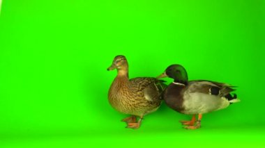 Mallard (Anas platyrhynchos) is a river mallard. Green screen background.