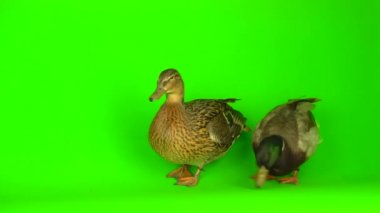 Mallard (Anas platyrhynchos) is a river mallard. Green screen background.