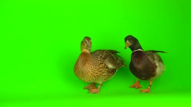 Mallard (Anas platyrhynchos) is a river mallard. Green screen background.