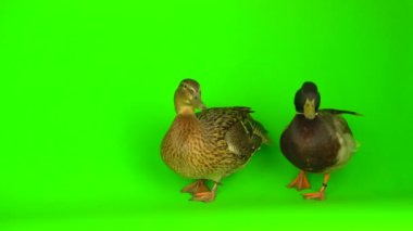 Mallard (Anas platyrhynchos) is a river mallard. Green screen background.