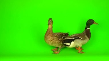 Mallard (Anas platyrhynchos) is a river mallard. Green screen background.