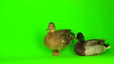 Mallard (Anas platyrhynchos) is a river mallard. Green screen background.