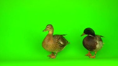 Mallard (Anas platyrhynchos) is a river mallard. Green screen background.