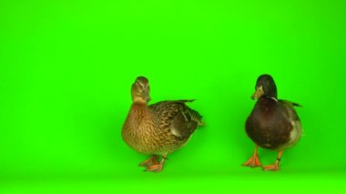 Mallard (Anas platyrhynchos) is a river mallard. Green screen background.