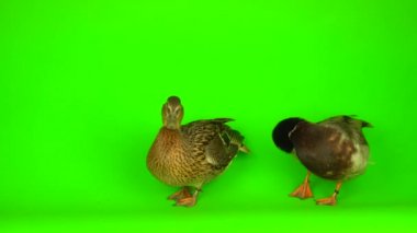 Mallard (Anas platyrhynchos) is a river mallard. Green screen background.