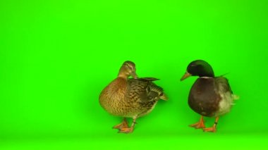 Mallard (Anas platyrhynchos) is a river mallard. Green screen background.
