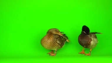 Mallard (Anas platyrhynchos) is a river mallard. Green screen background.