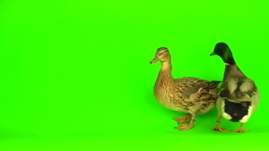 Mallard (Anas platyrhynchos) is a river mallard. Green screen background.