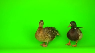 Mallard (Anas platyrhynchos) is a river mallard. Green screen background.