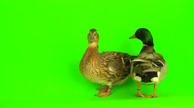 Mallard (Anas platyrhynchos) is a river mallard. Green screen background.