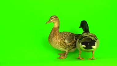 Mallard (Anas platyrhynchos) is a river mallard. Green screen background.