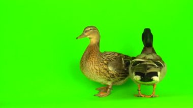 Mallard (Anas platyrhynchos) is a river mallard. Green screen background.