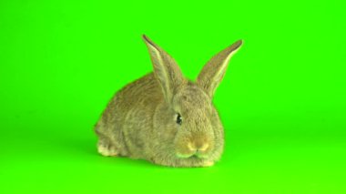rabbit hare Green background screen