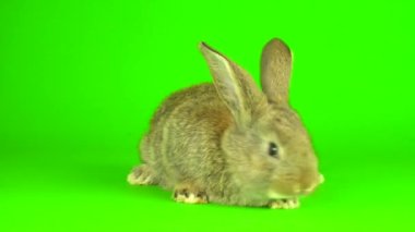 rabbit hare Green background screen