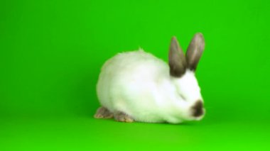 rabbit hare Green background screen
