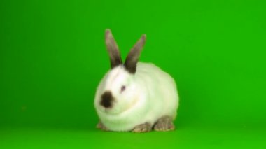 rabbit hare Green background screen