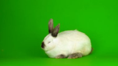 rabbit hare Green background screen