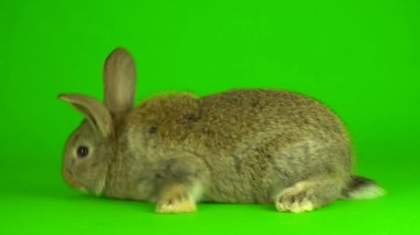 rabbit hare Green background screen