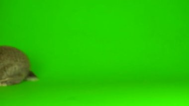 rabbit hare Green background screen