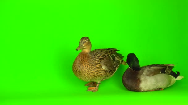 Mallard Anas Platyrhynchos River Mallard Green Screen Background — Αρχείο Βίντεο