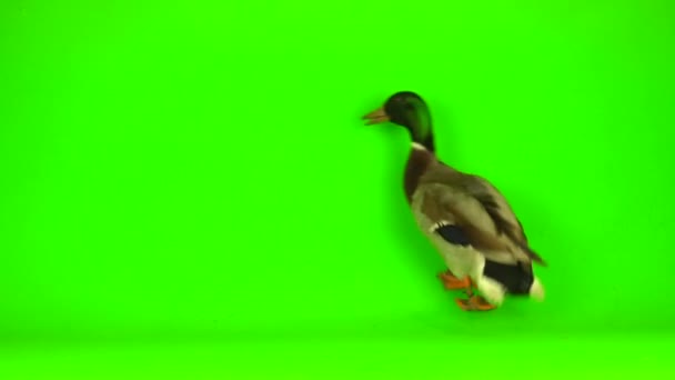 Stockente Anas Platyrhynchos Ist Eine Stockente Green Screen Hintergrund — Stockvideo