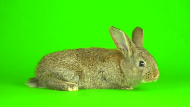 Mallard Anas Platyrhynchos River Mallard Green Screen Background — Vídeo de Stock