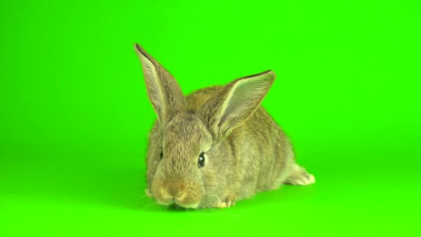 Rabbit Hare Green Background Screen — 图库视频影像