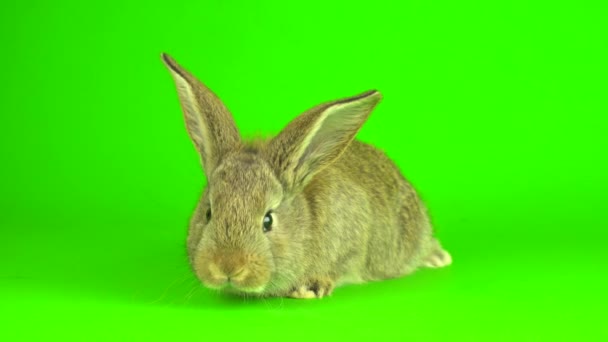 Rabbit Hare Green Background Screen — Vídeos de Stock