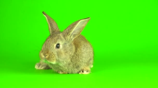 Rabbit Hare Green Background Screen — Stok video