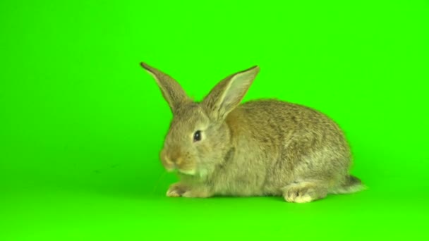 Rabbit Hare Green Background Screen — Stock Video