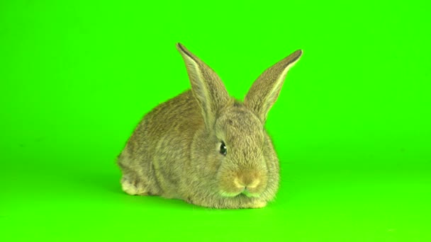 Rabbit Hare Green Background Screen — Vídeo de stock