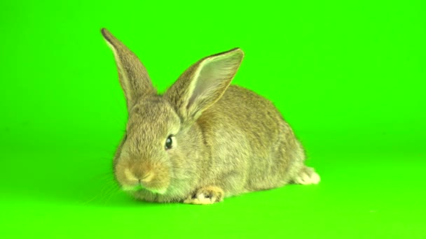 Rabbit Hare Green Background Screen – Stock-video