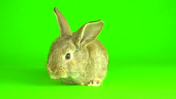 Rabbit Hare Green Background Screen — Wideo stockowe