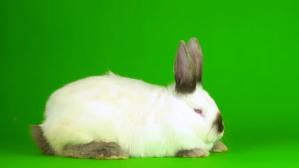 Rabbit Hare Green Background Screen — Stock videók