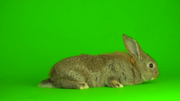 Rabbit Hare Green Background Screen — Αρχείο Βίντεο