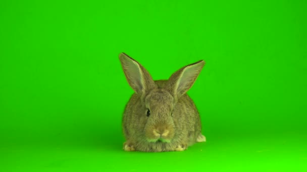 Rabbit Hare Green Background Screen — ストック動画