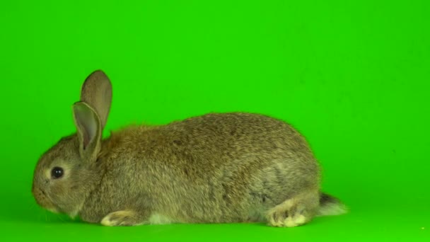 Rabbit Hare Green Background Screen — Vídeos de Stock