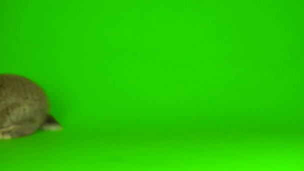 Rabbit Hare Green Background Screen — Video Stock