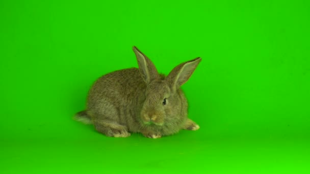 Rabbit Hare Green Background Screen — Stock videók