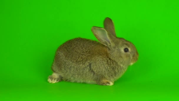 Rabbit Hare Green Background Screen — Vídeos de Stock