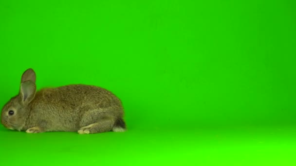 Rabbit Hare Green Background Screen — Stok video