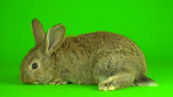 Rabbit Hare Green Background Screen — Vídeo de Stock