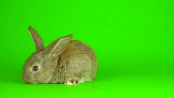 Kaninchen Hase Grünen Hintergrund Bildschirm — Stockvideo