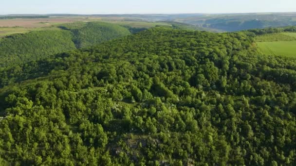 Flygfoto Över Ett Grönt Skogslandskap Ovanifrån Från Hög Attityd Sommarmorgon — Stockvideo