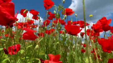 Doğa konsepti. Kırmızı gelincikler çiçeklenir. Çayırlarda rüzgardan süzülürler.