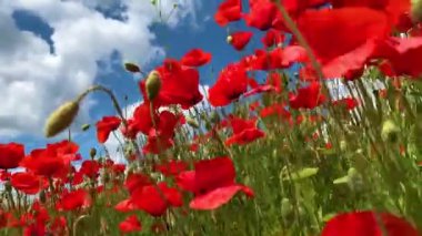 Doğa konsepti. Kırmızı gelincikler çiçeklenir. Çayırlarda rüzgardan süzülürler.