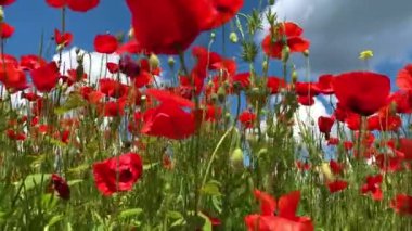 Doğa konsepti. Kırmızı gelincikler çiçeklenir. Çayırlarda rüzgardan süzülürler.