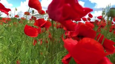 Doğa konsepti. Kırmızı gelincikler çiçeklenir. Çayırlarda rüzgardan süzülürler.